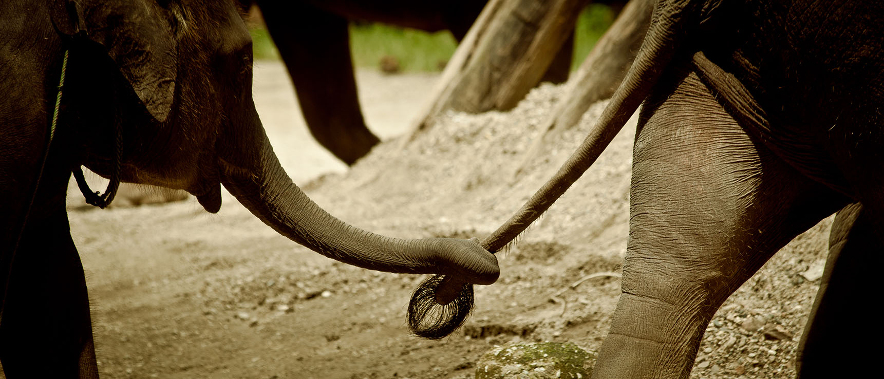 Elephant chiang mai thailande