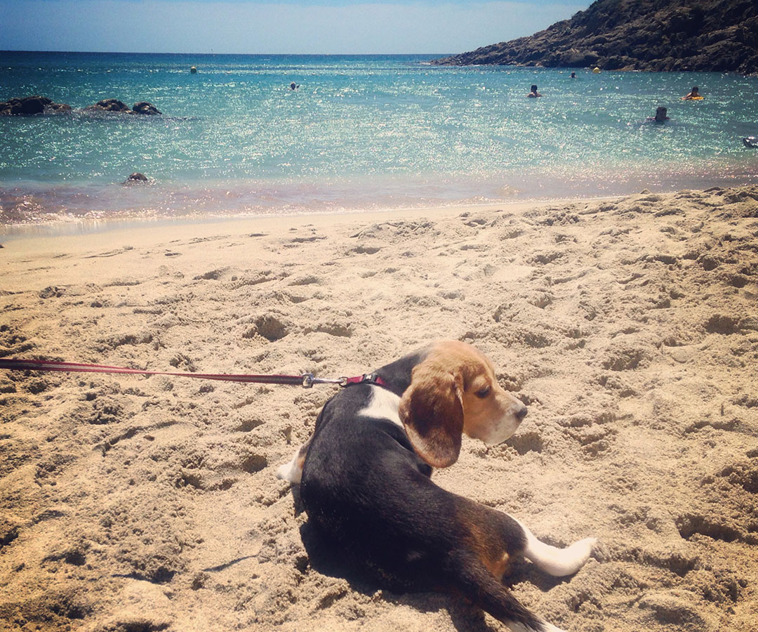 Madame chien beagle plage escalet ramatuelle