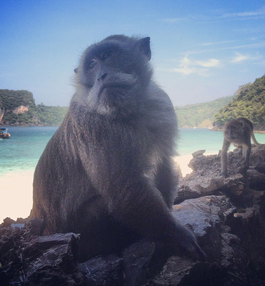 Monkey beach koh phi phi thailand
