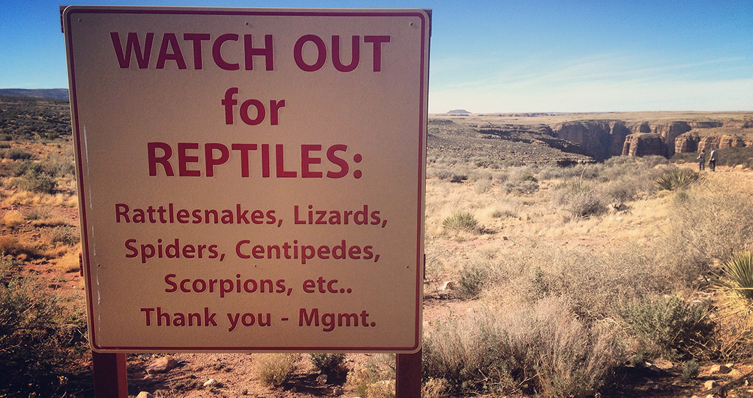 Watch out for reptiles arizona road trip USA